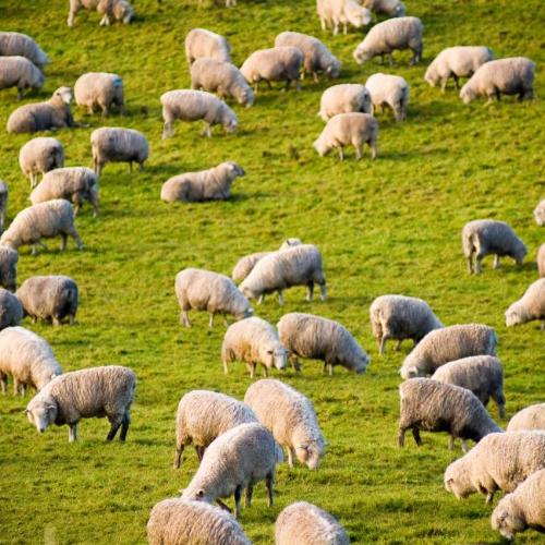 field with sheep stock image